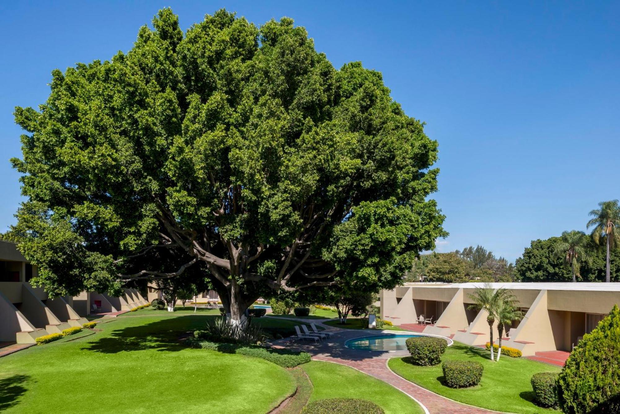 Camino Real Guadalajara Hotell Zapopan Eksteriør bilde The "Big Tree" at the center of the campus
